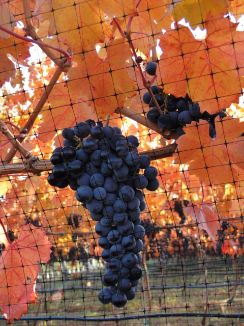 Lariana Cellars 4