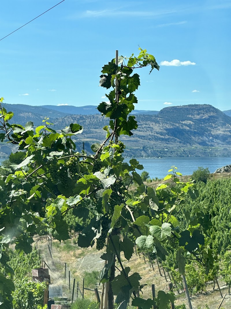 Bella Wines 4