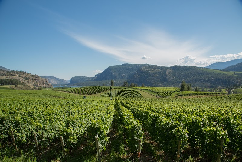 Blue Mountain Vineyard and Cellars